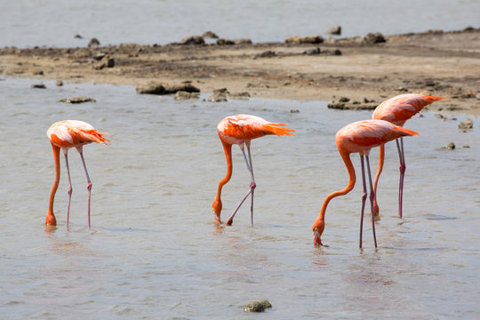 Flamingos in der Karibik