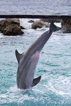 Delfin macht Luftsprung