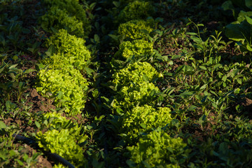 Plantation of Lettuce