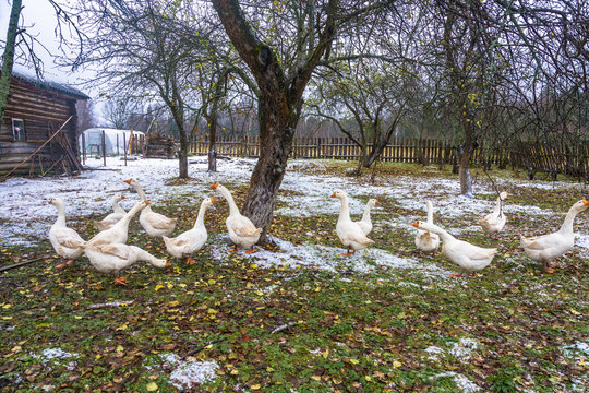 White geese in a village garden.
