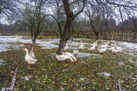 White geese in a village garden.