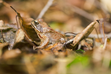 Bufo bufo side back