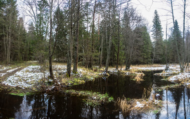 Small forest river.
