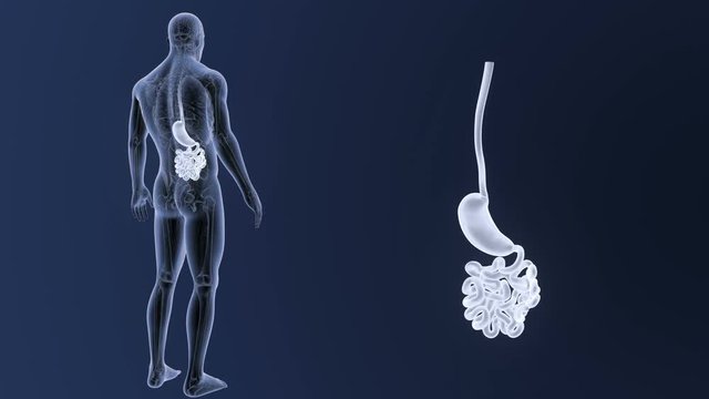 Stomach and Small Intestine zoom with Anatomy