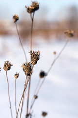 Dry burdock on a winter day