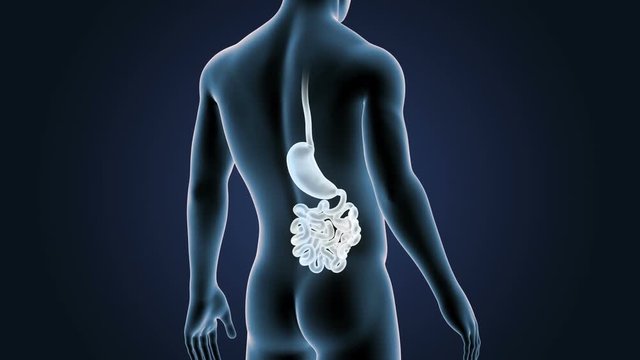 Stomach and Small Intestine with Body Closeup