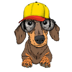Hipster dog in cap. Vector illustration