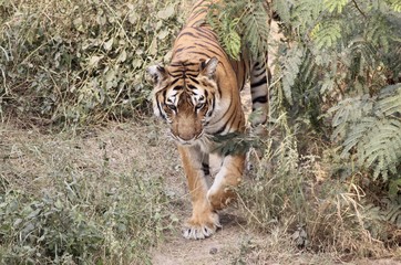 Bengal tiger in New Delhi zoo 7