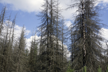 dry gray wood of trees