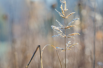 FROSTY MORNING- Autumn hoarfrost on dry grass