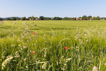 Naklejka premium Gräser am Feldrand, Anfang Juni, Deutschland