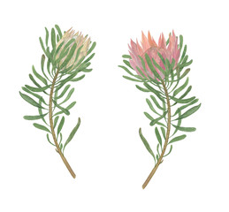 Watercolor painting protea flowers set