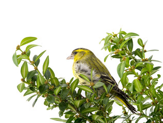 male siskin