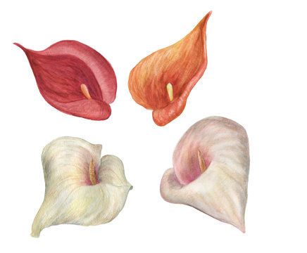 Watercolor Painitng Calla Lillies Flowers Isolated On White