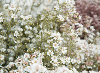 Flower nature as natural background