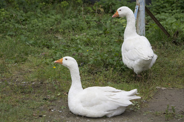 Naklejka na ściany i meble white geese in the yard