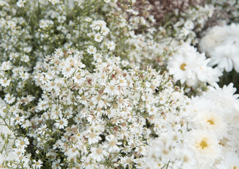 Flower nature as natural background