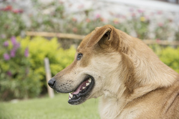 Brown dog in the lawn