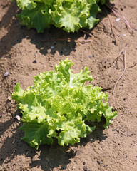 fertile sandy soil and green lettuce sprouted