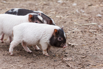 Cute little piglets