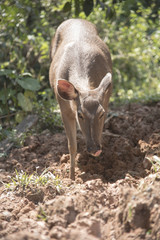 Wild deer in the wild