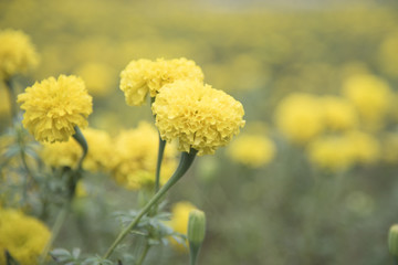 Yellow marigold field wallpaper.