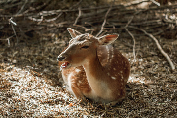 Deer sitting zoo.