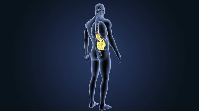 Stomach and Small Intestine with Organs