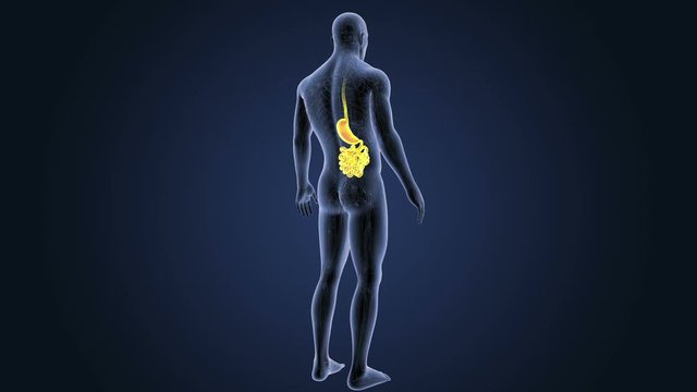 Stomach and Small Intestine with CS