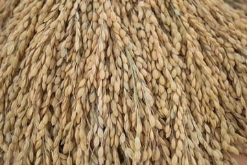 close up of gold paddy rice background