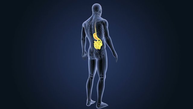 Stomach and Small Intestine with Anatomy