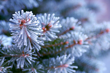 branch of a Christmas tree in the snow close-up