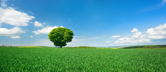 Panorama of Solitary Tree in Green Field under Blue Sky
