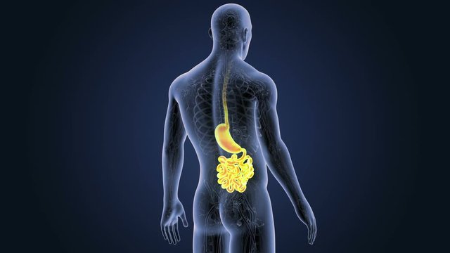 Stomach and Small Intestine with CS