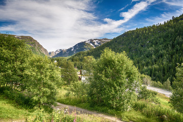 Naklejka premium beautiful nature and forest from Norway
