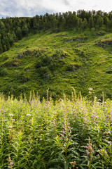Naklejka premium beautiful nature and forest from Norway
