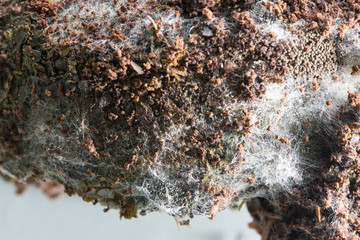 Fungus in Coffee grounds for Microbiology in laboratories.