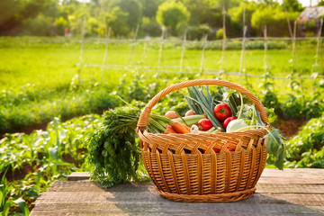 Organic vegetables in wicker basket