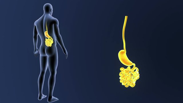 Stomach and Small Intestine zoom with Body
