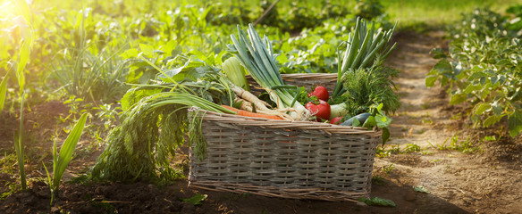 Organic vegetable in wicker basket in garden - obrazy, fototapety, plakaty