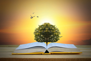 Wisdom, education and knowledge concept, tree growing up on book with light and twilight background...