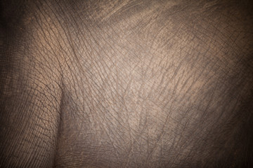 Elephant skin background.