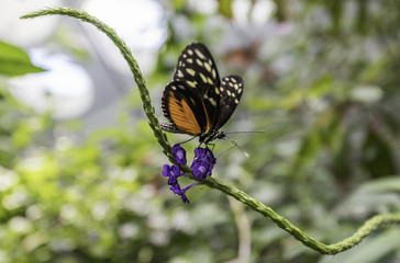 Beautiful Butterfly over purple flower