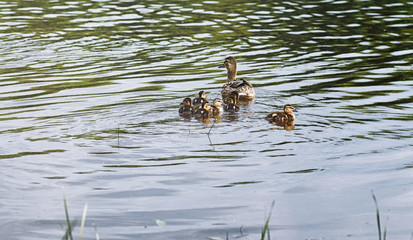 Birds on the pond. A flock of ducks and pigeons by the water. Mi
