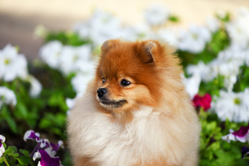 Beautiful puppy Spitz sitting happy among the flowers of Petunia.