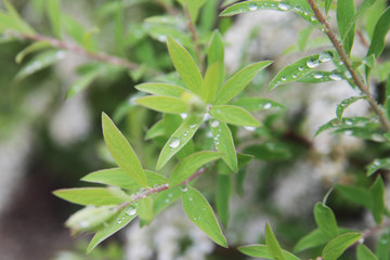 Rain drops on first green leaves.Spring time.