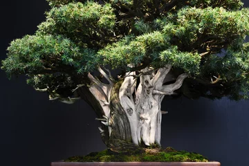 Photo sur Plexiglas Bonsaï 松の盆栽