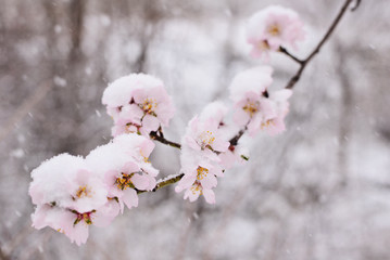 Flowering cherry branch in the snow