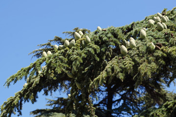 cones of Chilean cedar on branches