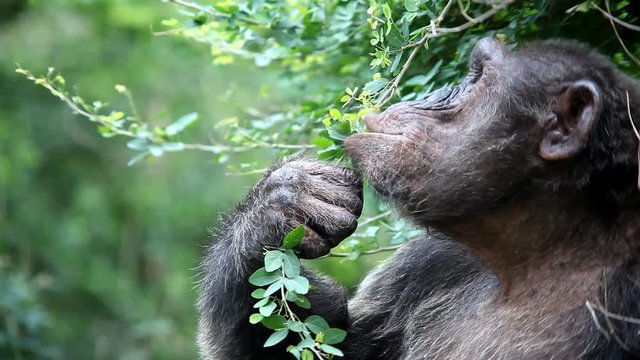 Chimpanzee